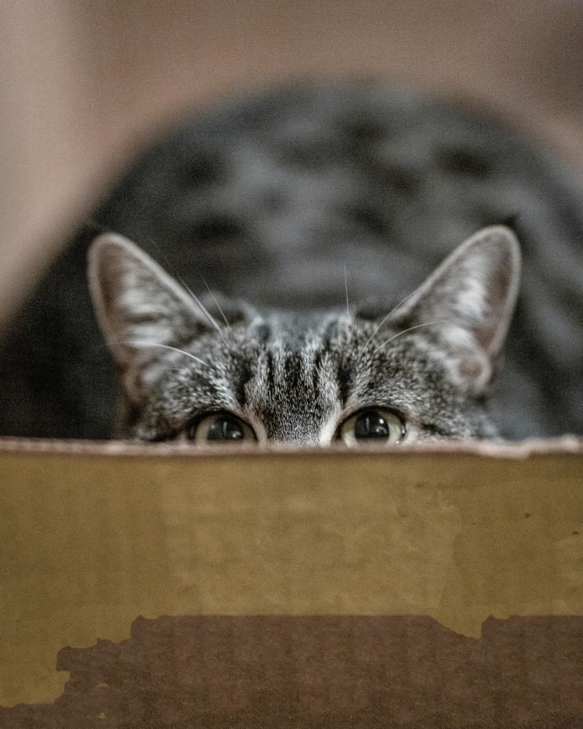 Gato asomándose por un cartón mostrando curiosidad